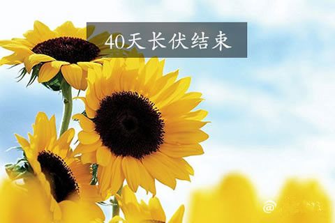 前日出伏熱已逝？華全發(fā)電機(jī)組旺銷仍將持續(xù)