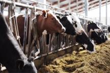 品質服務，牛氣沖天！華全靜音發電機組為畜牧養殖業保電