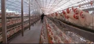 華全燃?xì)獍l(fā)電機(jī)組深受畜牧養(yǎng)殖業(yè)喜愛，竟是因?yàn)檫@！