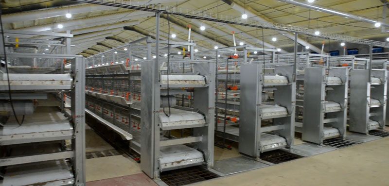 保供電，守安全！華全1000千瓦發(fā)電機(jī)組助力養(yǎng)殖企業(yè)高質(zhì)量發(fā)展